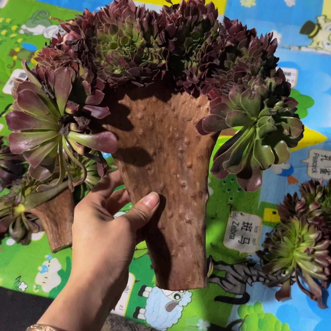 【闪购商品】深*5099