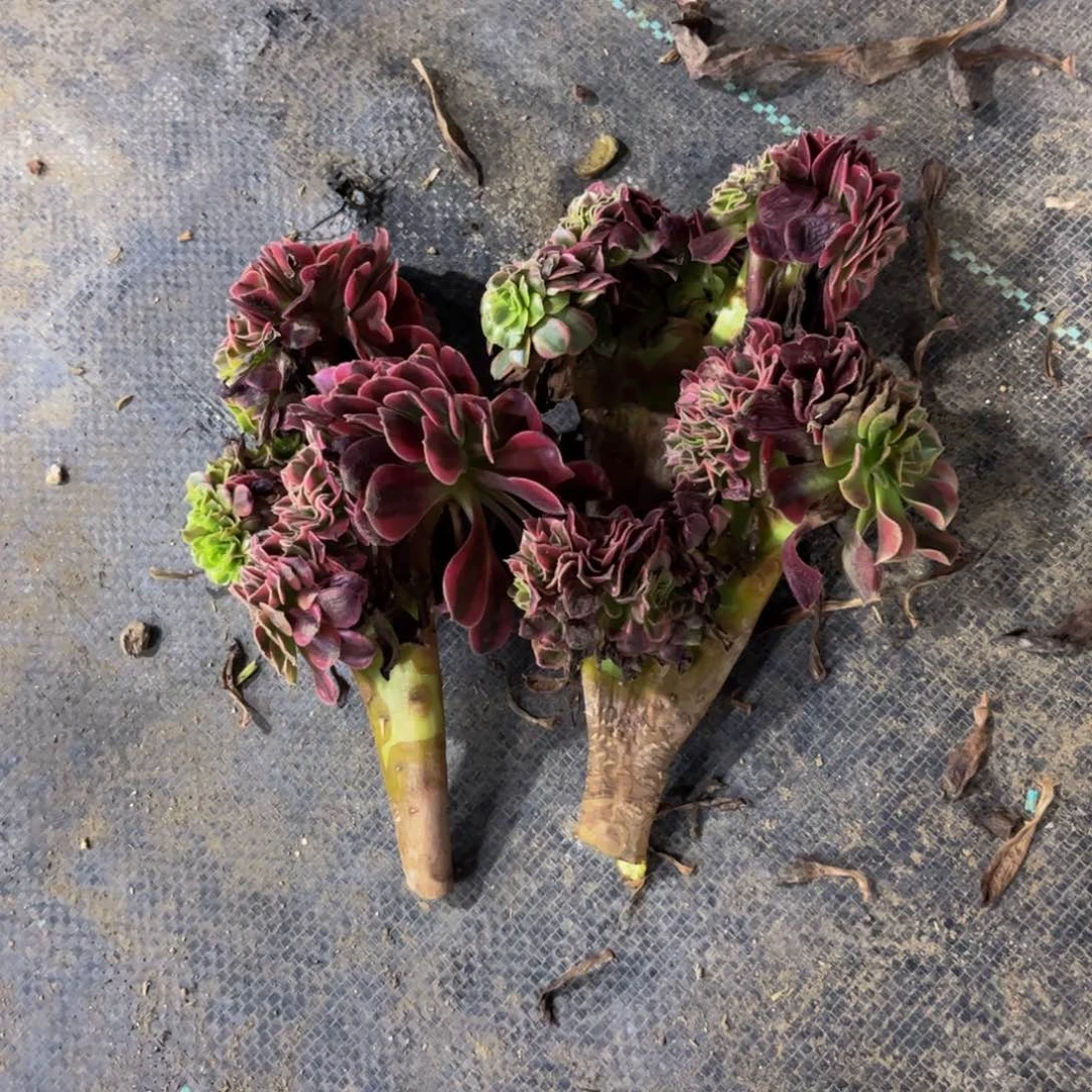 【闪购商品】用****翔砍头四颗