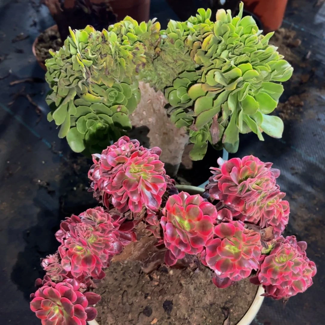 【闪购商品】红陶20CM（含）-50CM（不含）两颗80