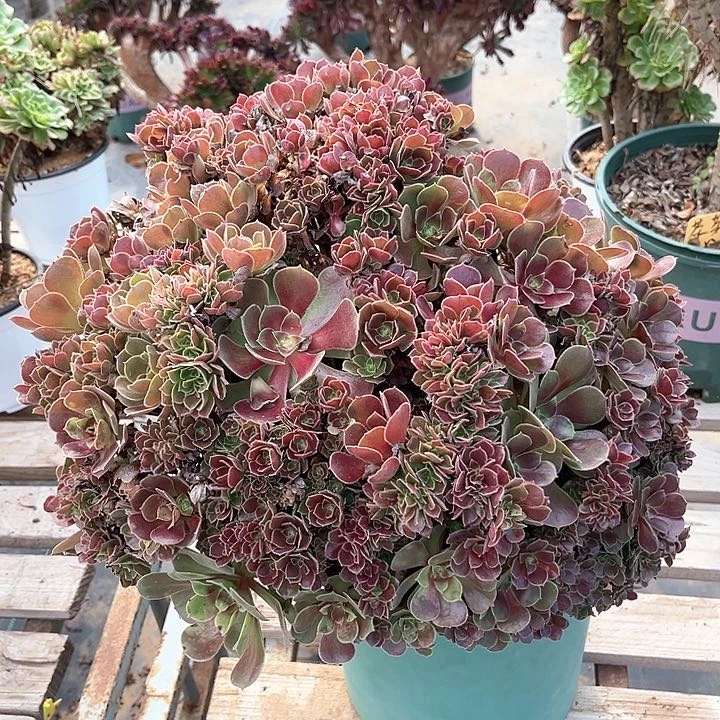 玫瑰瑕疵款2号法师缀化