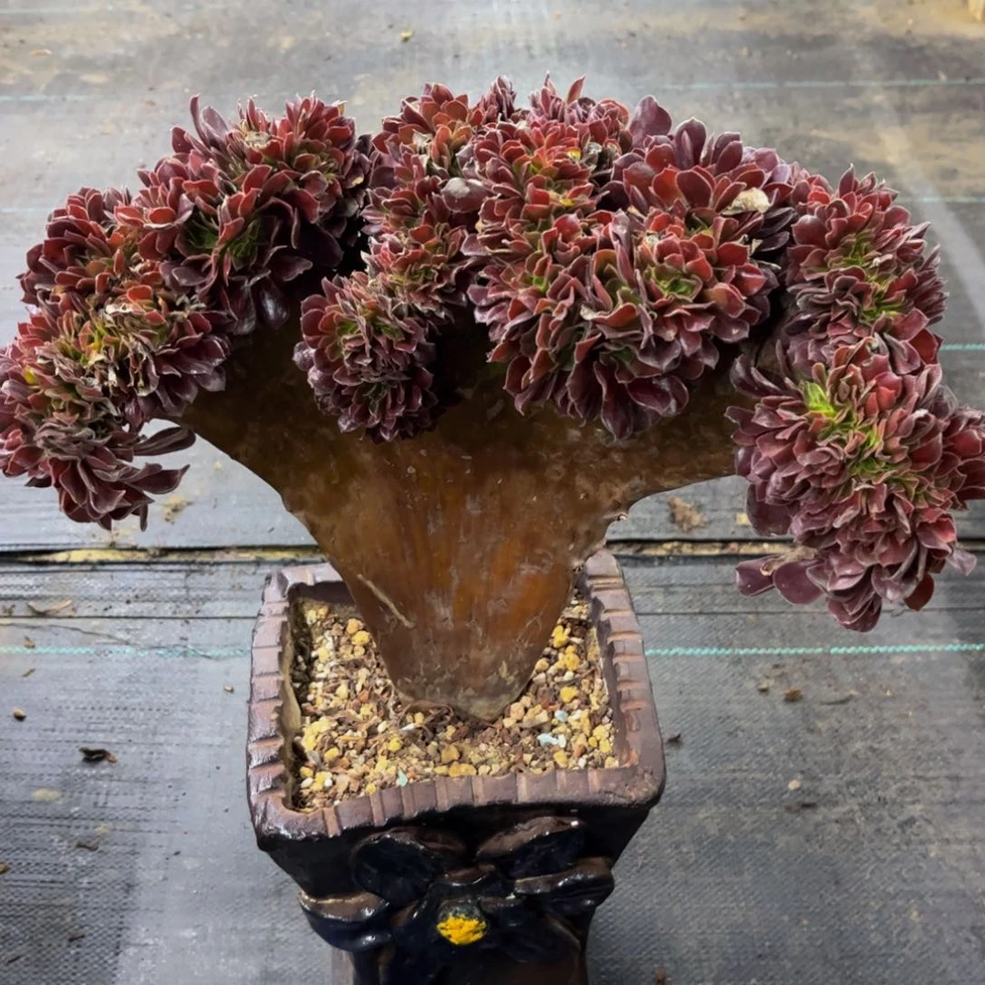 【闪购商品】西***西80896