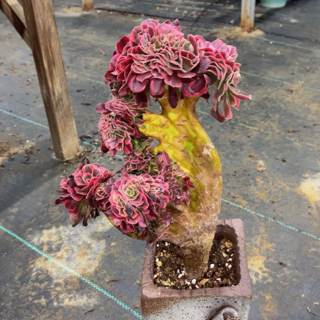 【闪购商品】红陶20CM（含）-50CM（不含）