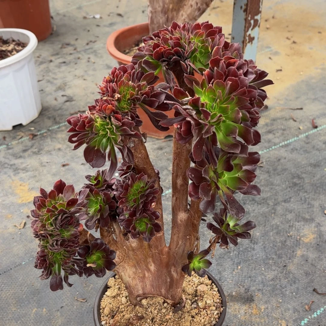 【闪购商品】欧紫20