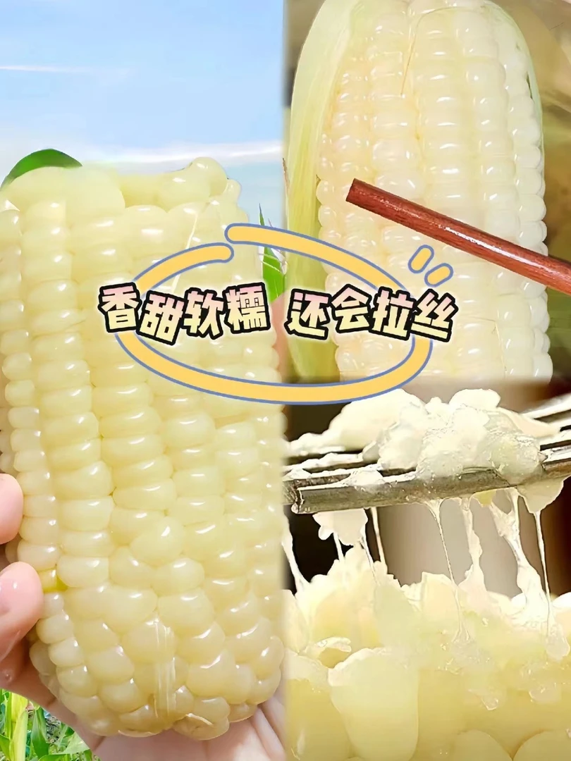 内蒙糯玉米4根