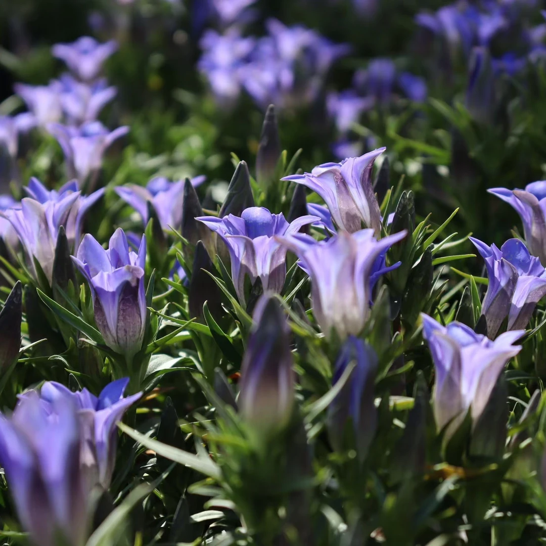 【绿园美植丨龙胆 海洋之心】多年生耐寒蓝紫色宿根 阳台花园地被
