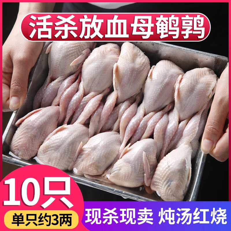放血特大鹌鹑肉去内脏新鲜冷冻白条鹌鹑肉油炸烧烤炖汤