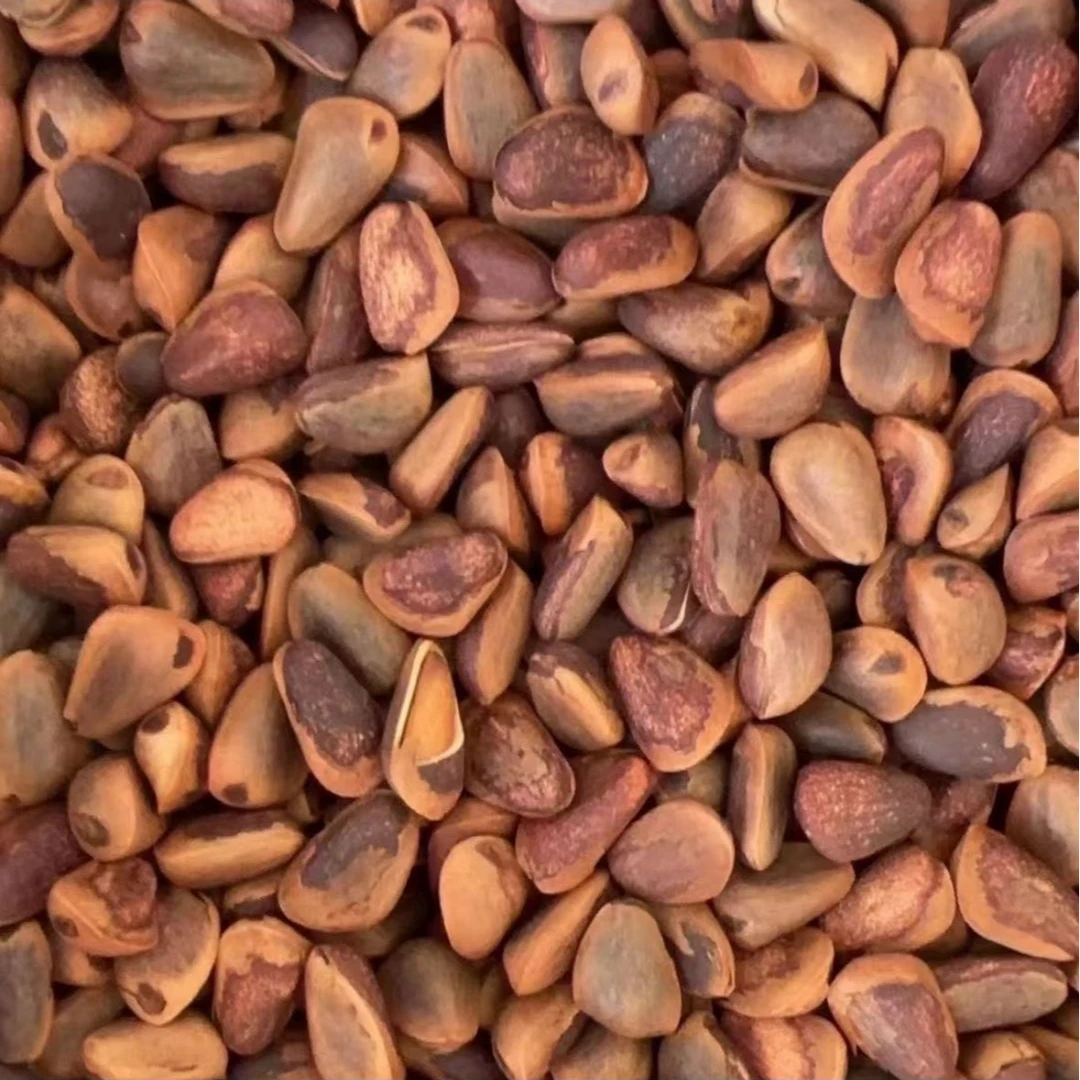 东北正宗长白山野生红松子水漂子