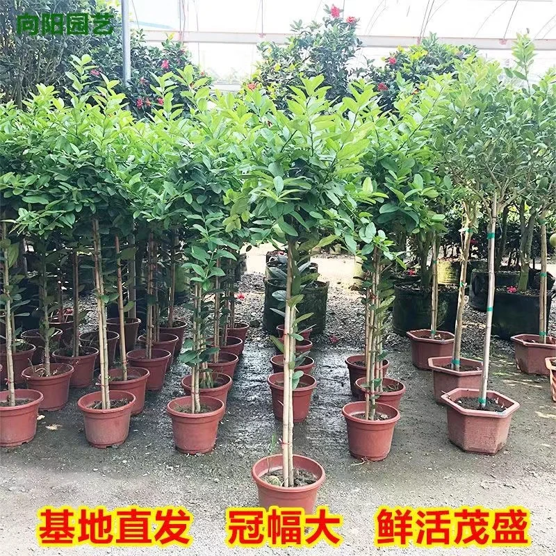 网红广东四季高杆棒棒糖树形花卉绿植盆栽庭院室内植物基地原盆