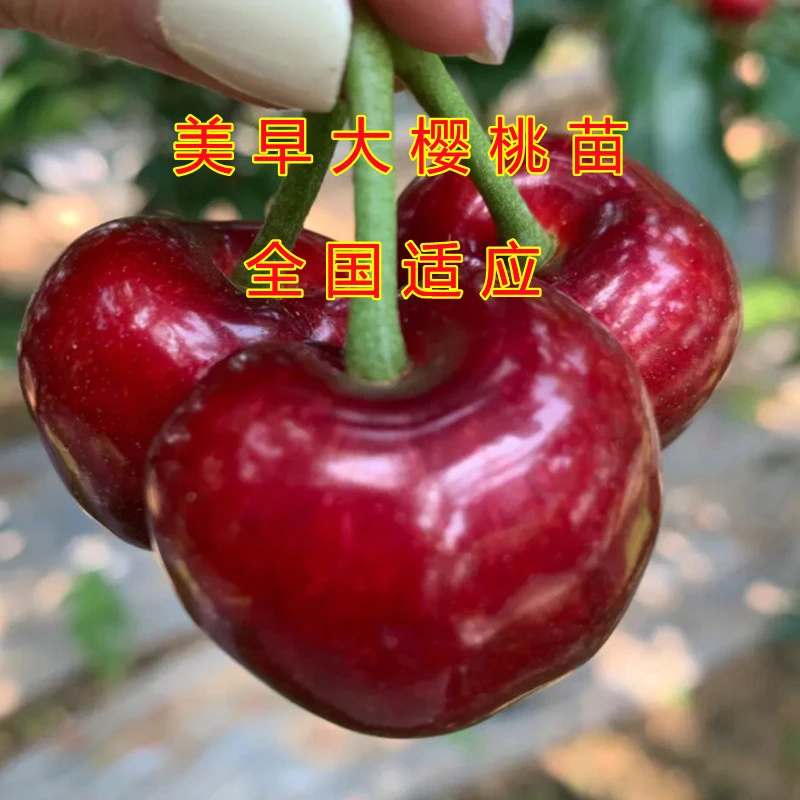 直播间车厘子大樱桃苗 自授花粉 南方北方均可种植 好养易活 大果