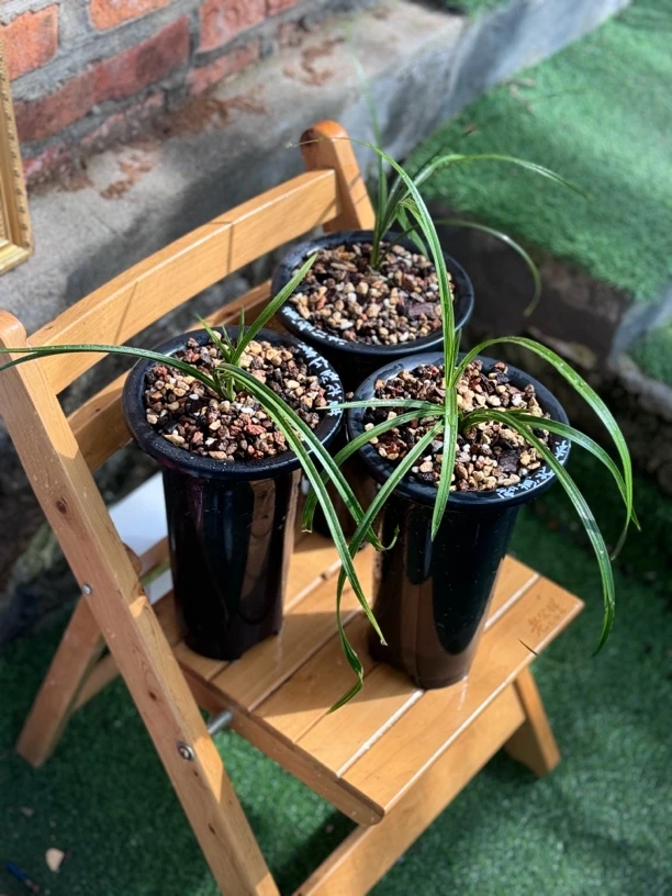 惠兰一物一拍链接