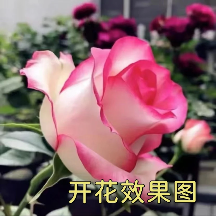 300【艾莎】+【大花美人】花苞发货月季花苗四季开花浓香庭院阳台