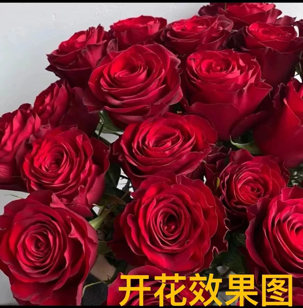 西哥【红丝绒】花苞发货月季花苗四季开花浓香庭院阳台