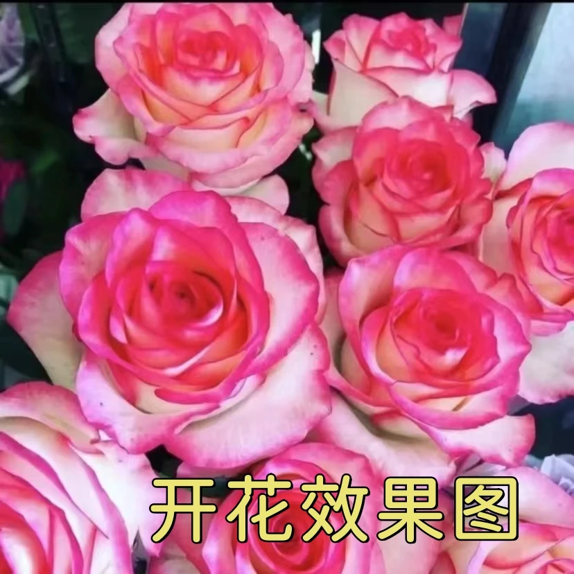 300【艾莎】+【水王星】花苞发货星花怒放月季花云南鲜花盆栽好养