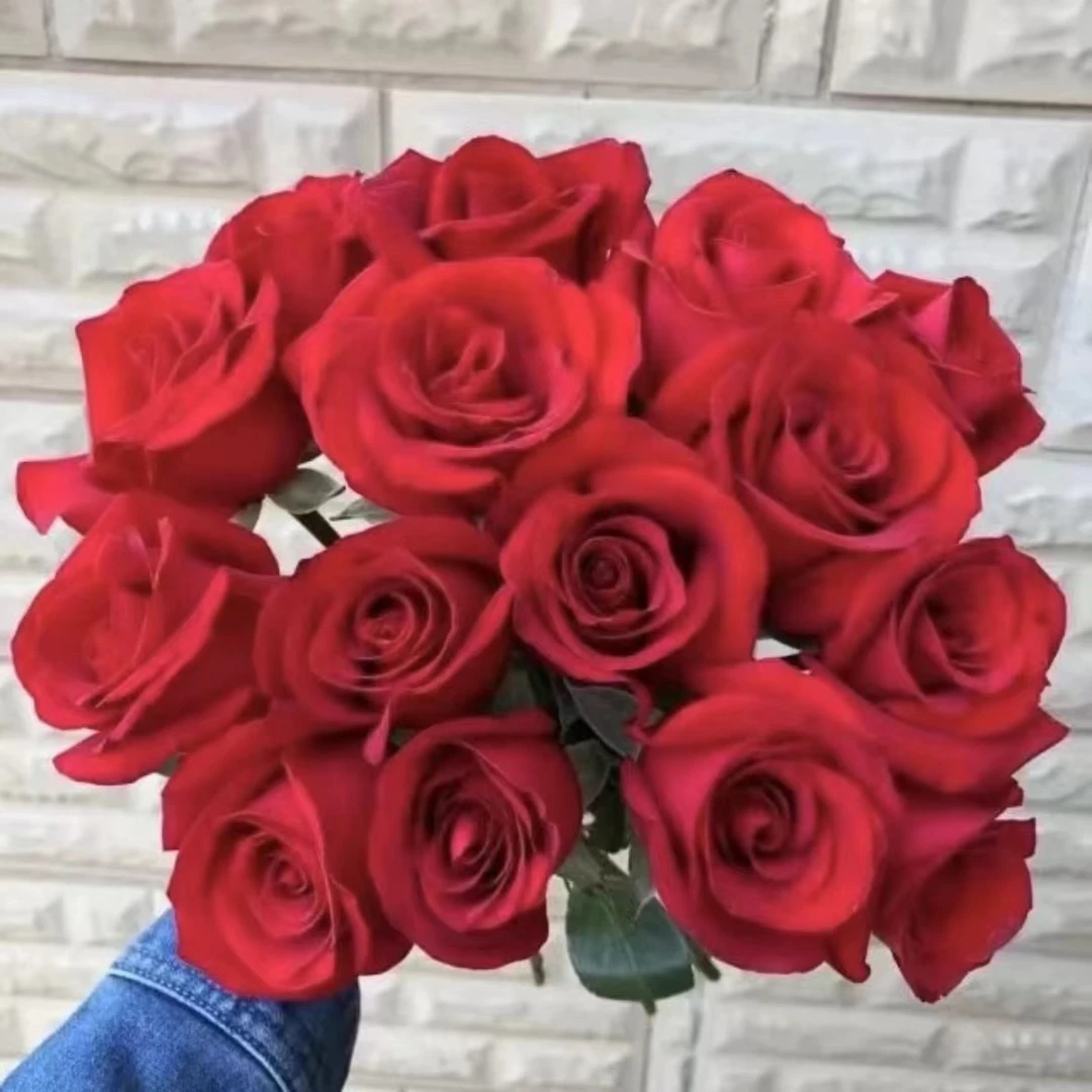 300【多彩美人】+【丝绒红】花苞发货月季花苗四季开花浓香庭院阳台
