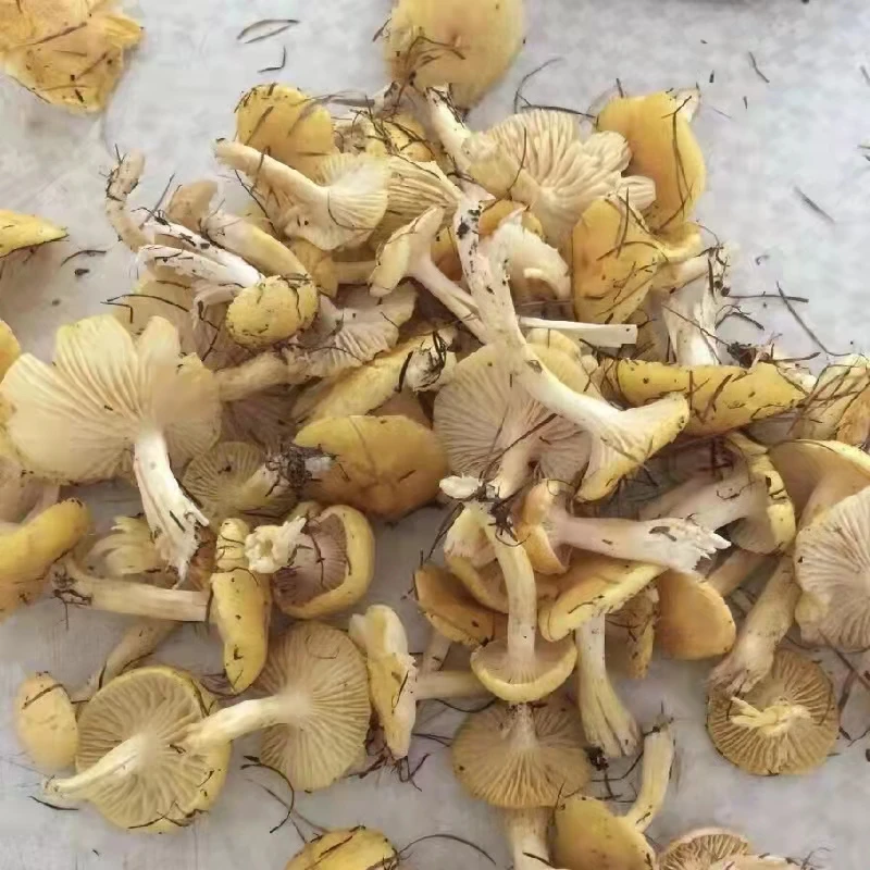 【恒新专属】东北自然晾晒小黄蘑 250克/500克包邮
