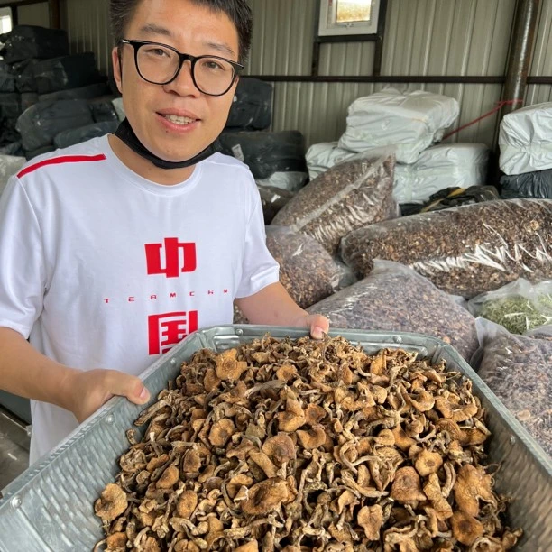 【长建专属】【榛蘑+赠人参】东北自然晾晒榛蘑小鸡炖蘑菇炖菜