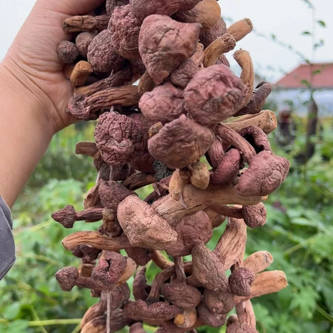 【红蘑+赠人参二颗】肉蘑红松伞红蘑 红蘑自然晾晒红蘑东北特产