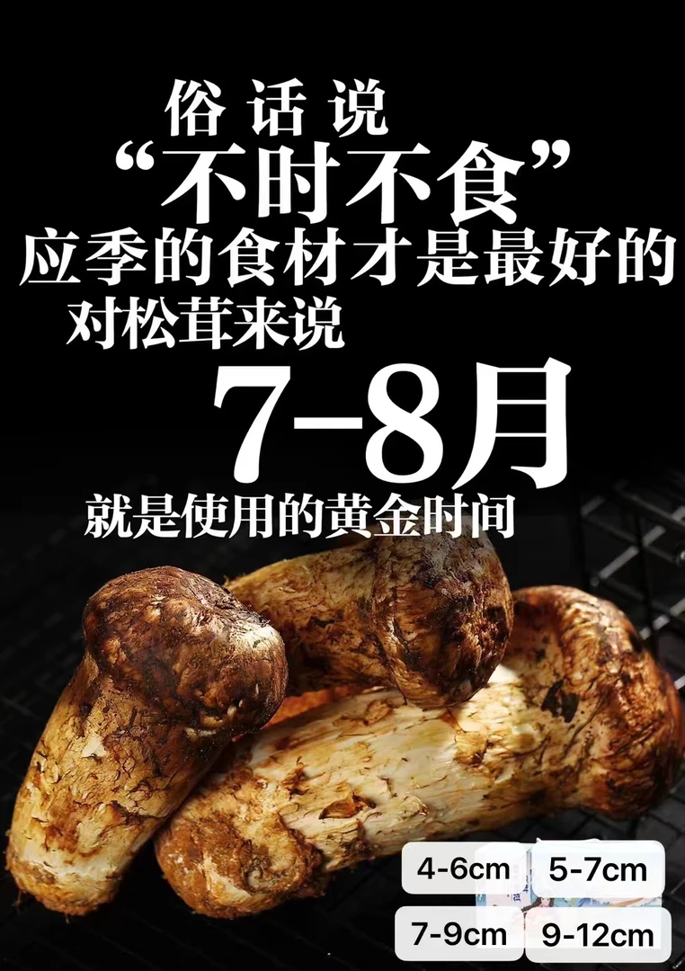 高原野生松茸菌优选