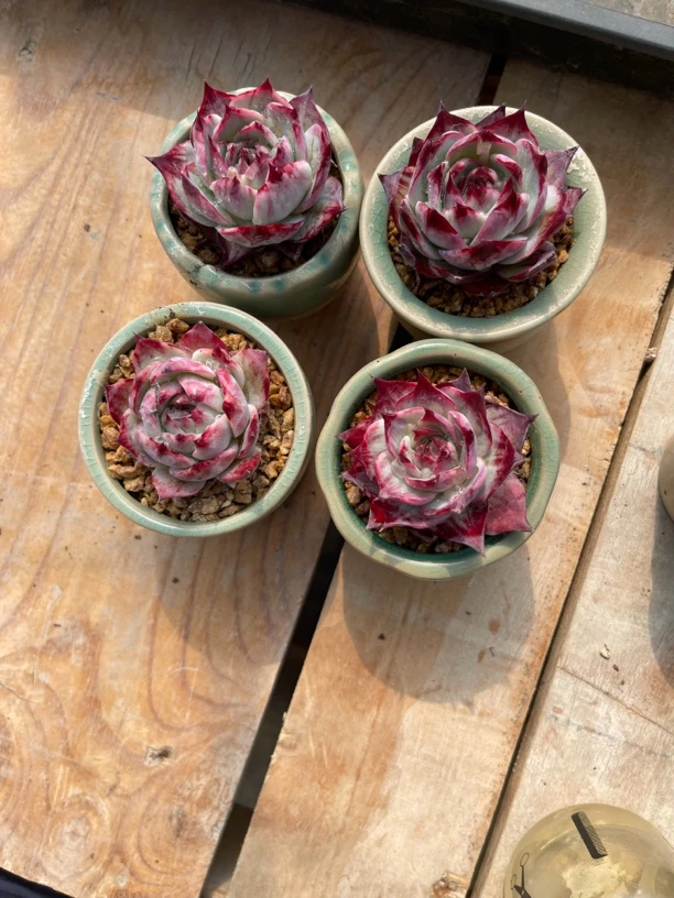 木子精品多肉惊鸿仙子8cm