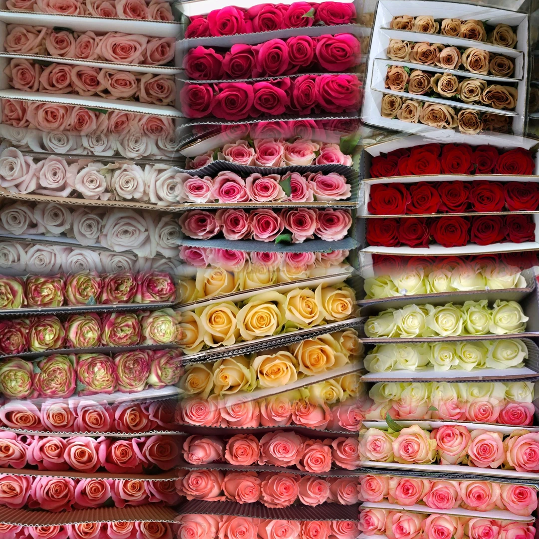 自选玫瑰鲜花一物一拍