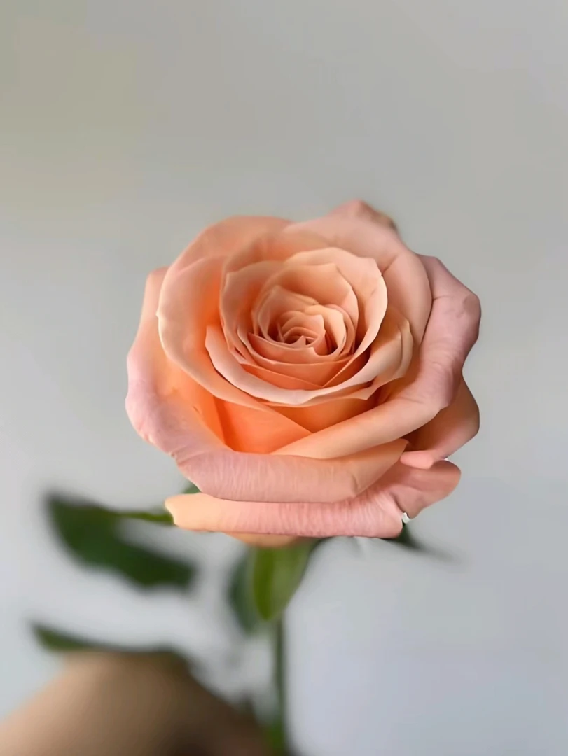 单头AB级玫瑰，微光