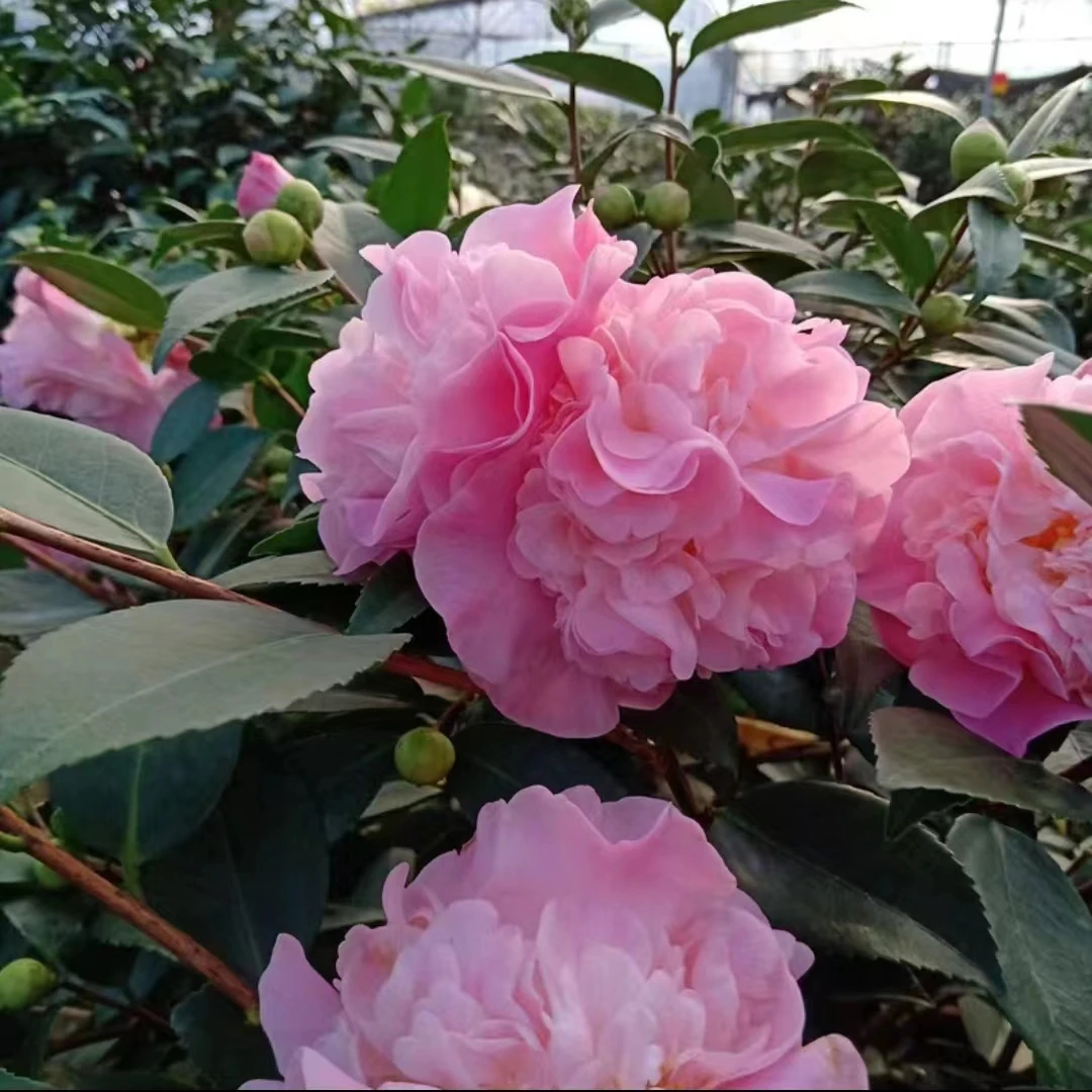 LJ花仙子香水茶花盆栽地载大花美人