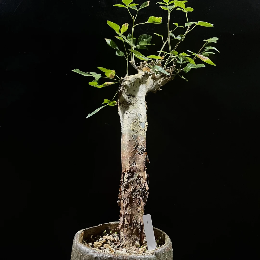 妩花肉蓝白皮橄榄熟桩养定 块根多肉植物Commiphora holtzian