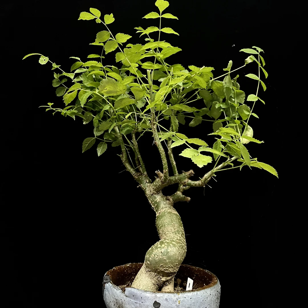 妩花肉[上新]朗迪森拉特Commiphora longipedecellata块根多肉