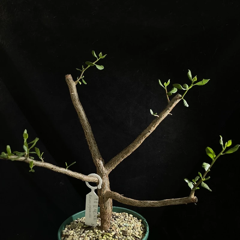 妩花肉芳香橄榄裂榄属Bursera fagaroides  块根多肉植物实生