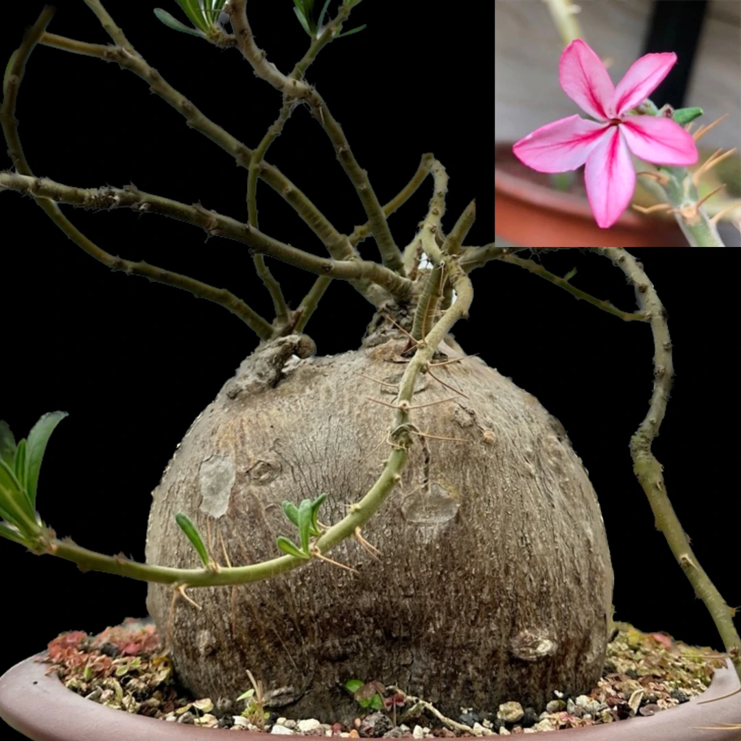 [清仓]天马空 pachypodiumsucculentum 块根多肉植物
