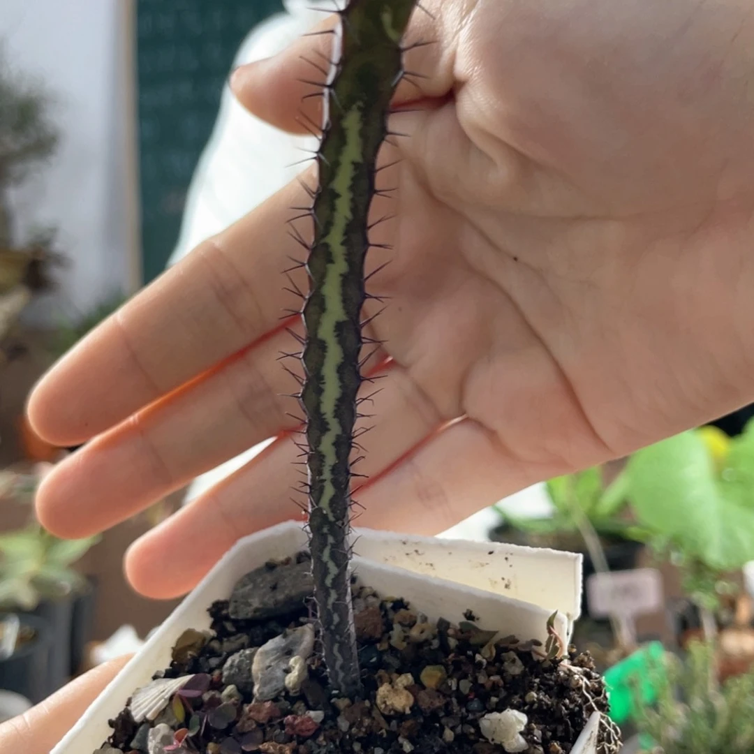 9月24日直播间福利大戟