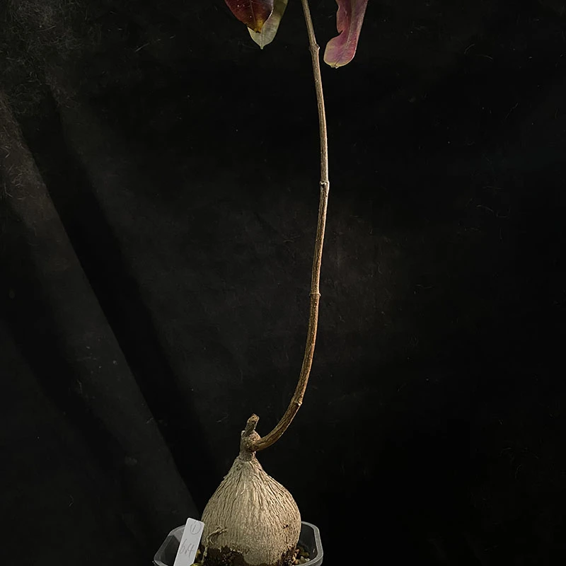 妩花肉[清仓]紫背萝藦Petopentia natalensis多肉植物不奇异油柑