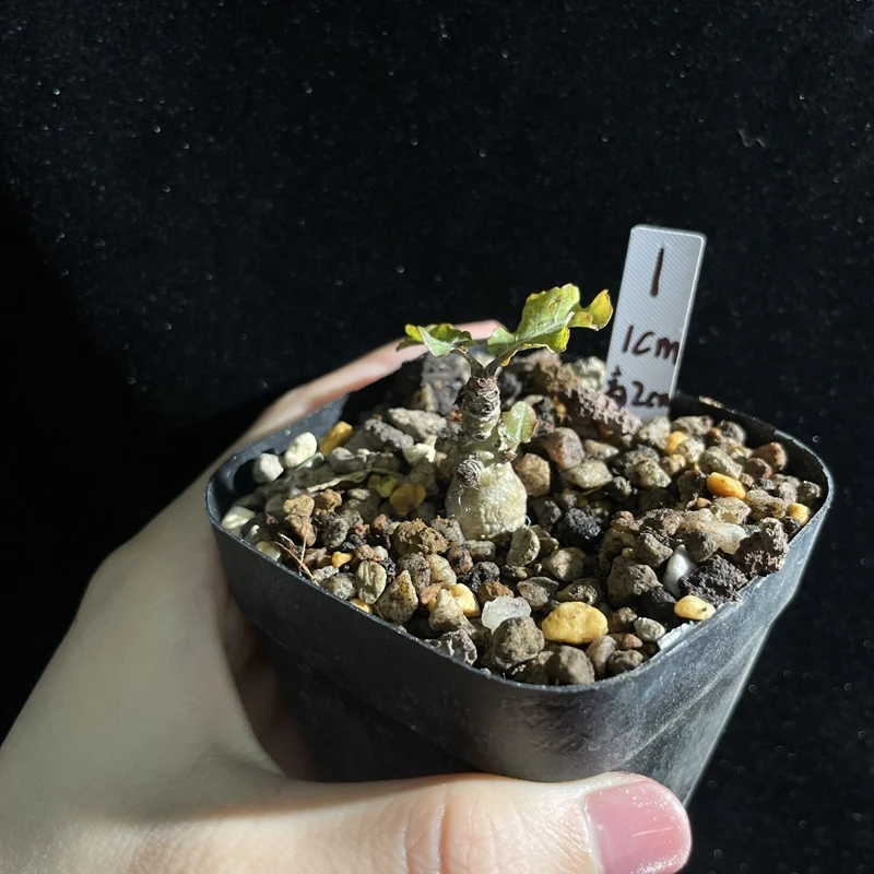 妩花肉[上新]单叶乳香 Boswellia occulta橄榄多肉块根植物实生