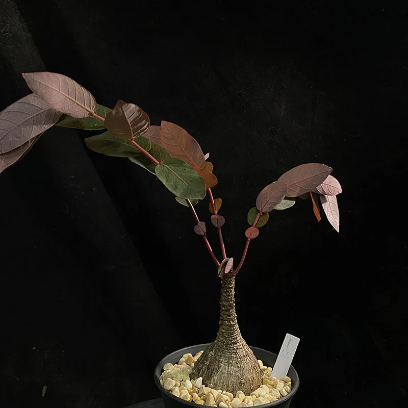 妩花肉[清仓]奇异油柑 Phyllanthus mirabilis 块根多肉植物