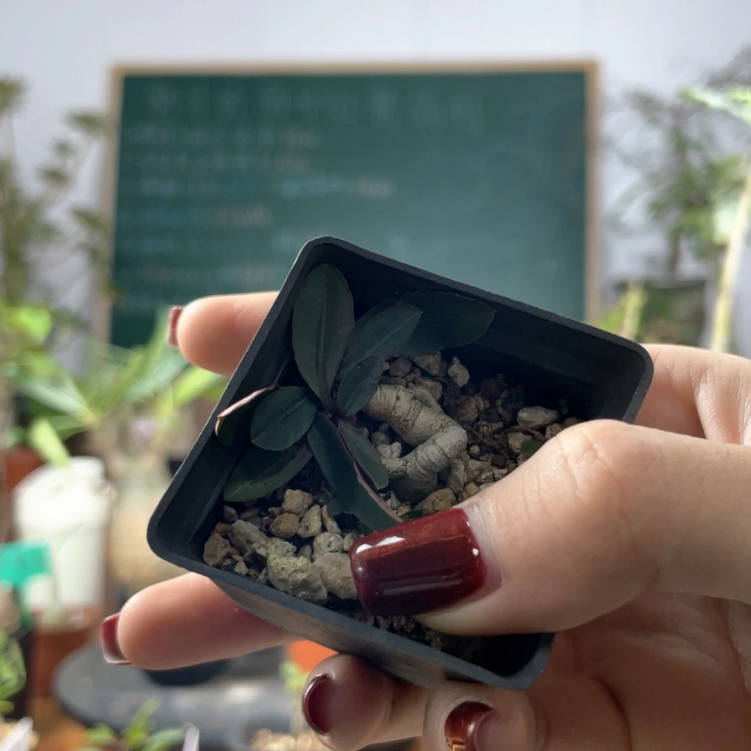 11月4日直播间福利大戟