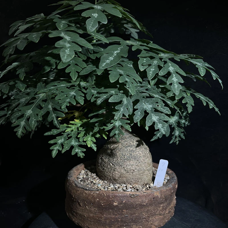 妩花肉[上新]Adenia metamorpha 魔妃雪花稀有块根多肉植物