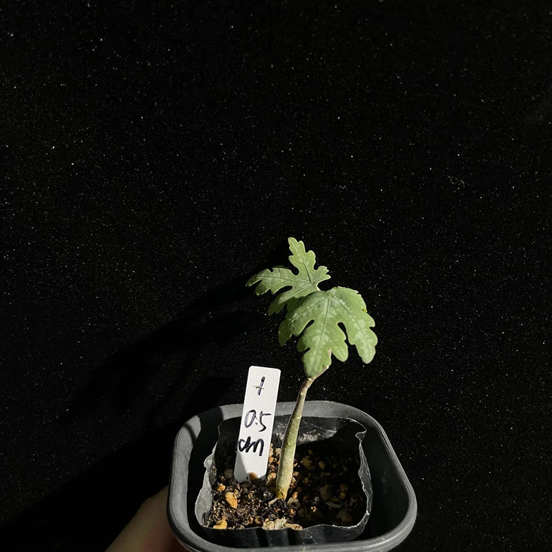 [上新]Adenia metamorpha 魔妃雪花西番莲 绿植盆景植物