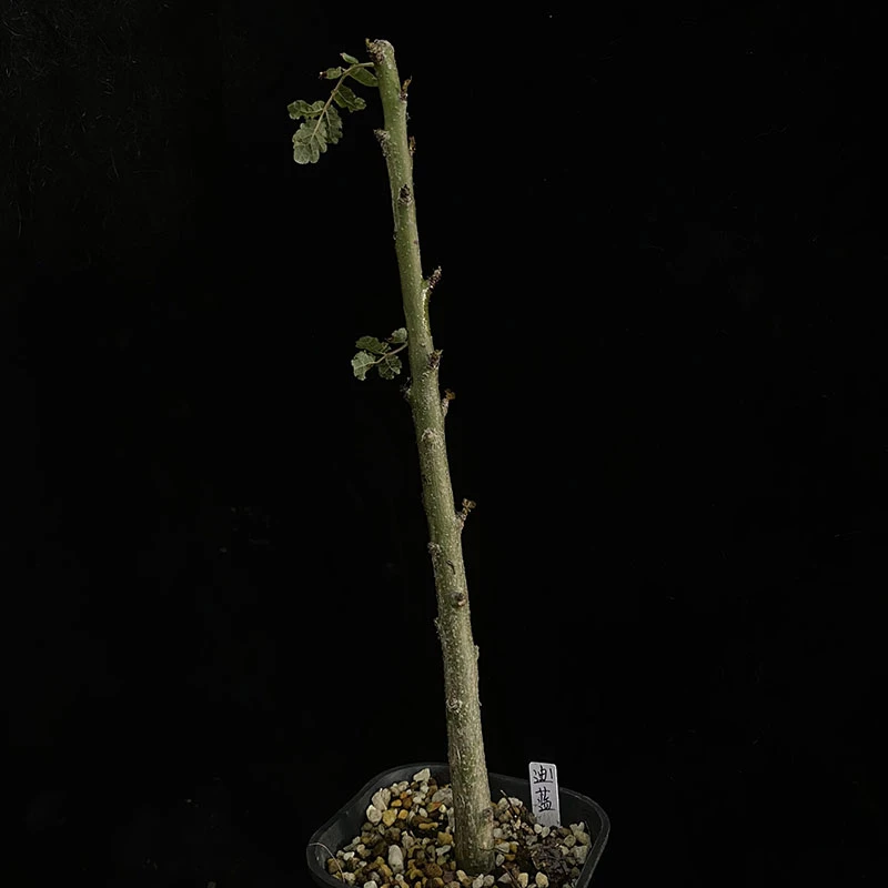 妩花肉蓝叶迪奥斯乳香 Boswellia  dioscoridis 块根多肉植物