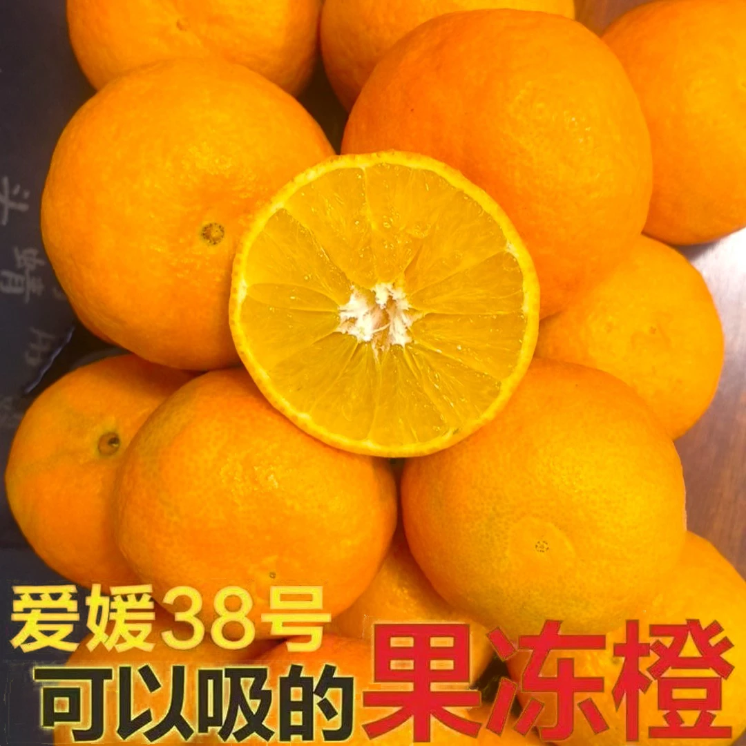当日现摘正宗爱媛38号果冻橙新鲜采摘