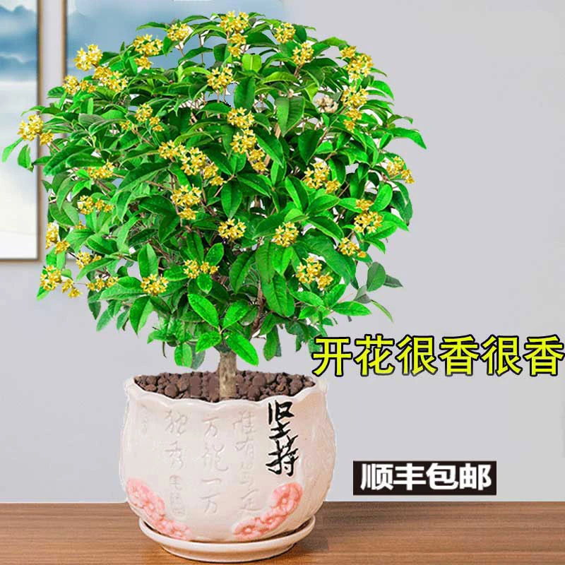 四季桂花盆栽矮霸桩桂花树苗植物景室内外卉开花浓香阳台庭院月桂