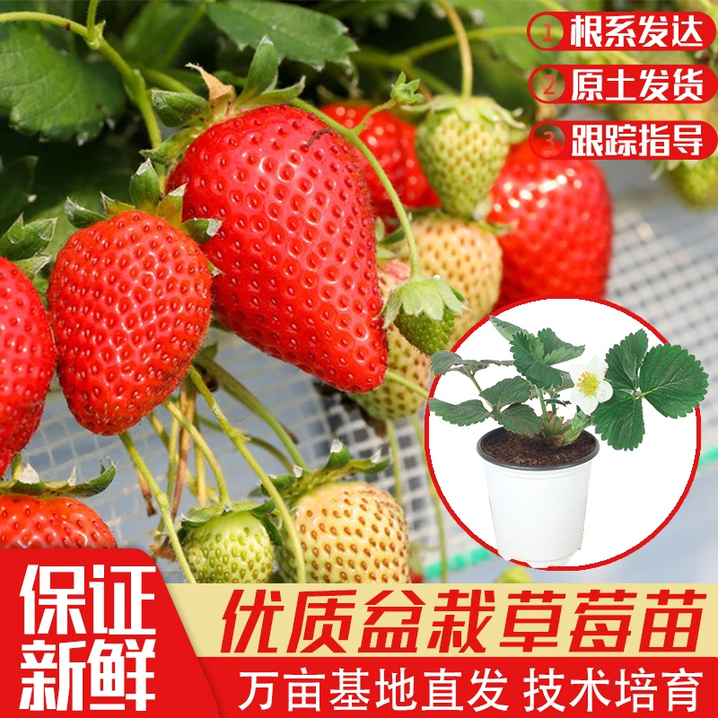 新手原盆土草莓苗四季简单盆栽当年结果奶油粉玉红颜草莓新苗种植