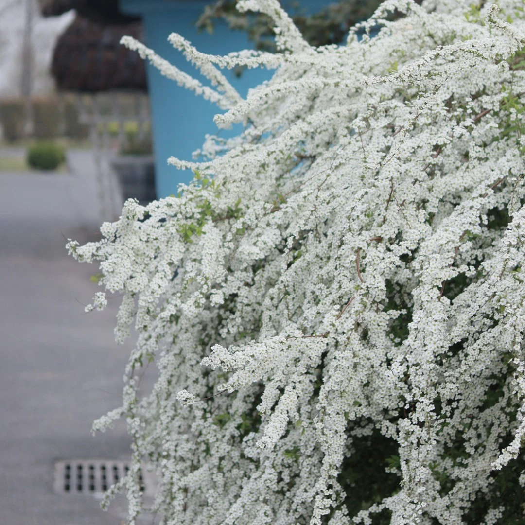 【云之垚花卉】 喷雪花粉色黄金喷泉雪柳盆栽阳台庭院开花机器春天