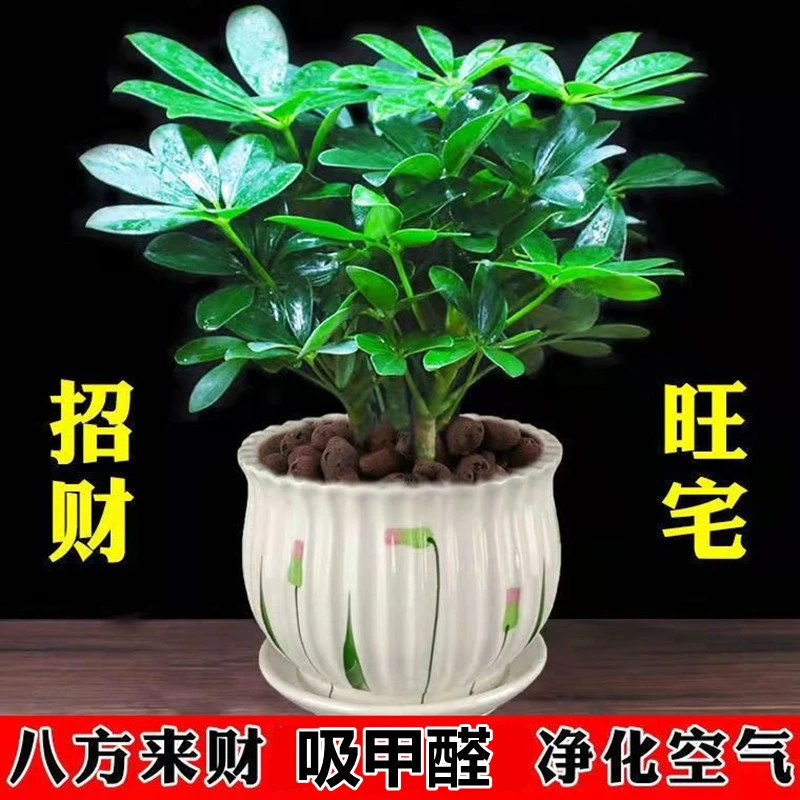 绿植盆栽室内鸭脚木发财树招财树客厅八方来财盆景水培好养水养