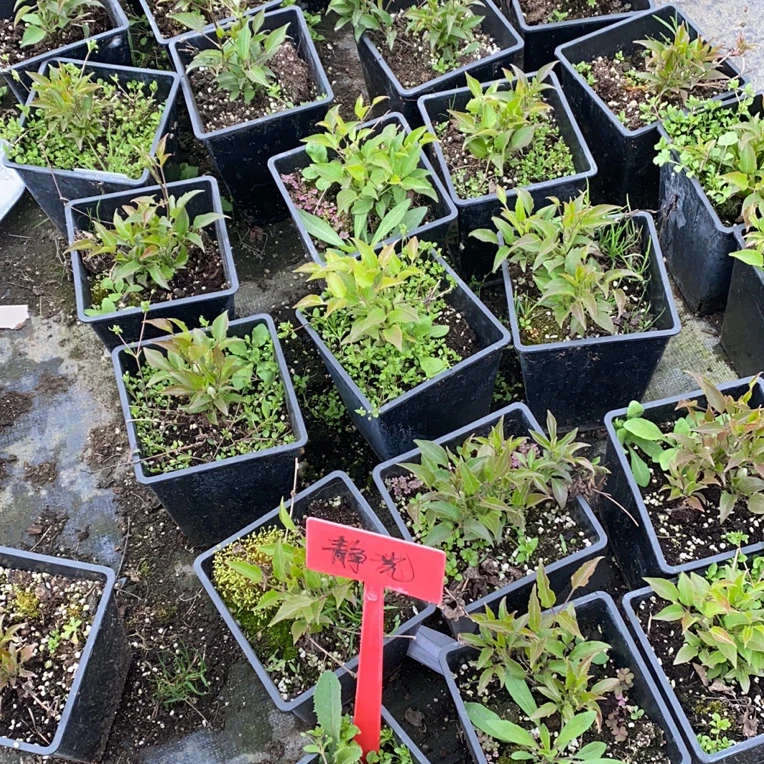 中苗2.5升方形盆贴线莲直播间一物一拍