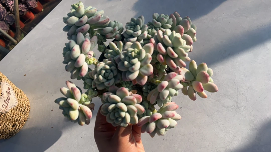 小劳尔 带香味 多肉植物