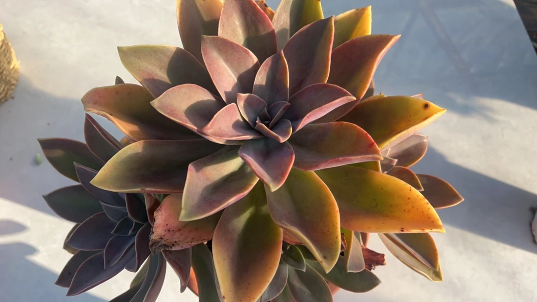 太妃糖老桩 多肉植物 整桩无砍