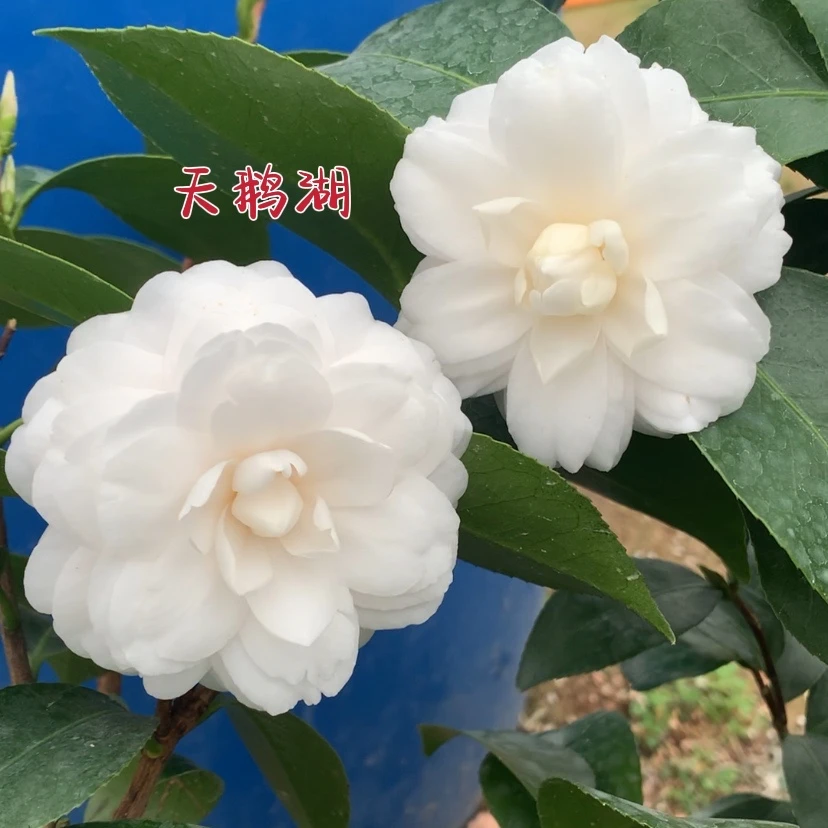 六角白庭院白六角茶花白色茶花福建白茶花天鹅湖山茶花盆栽茶花