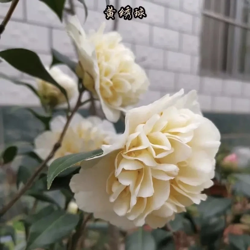 黄绣球山茶花盆栽小苗托桂稀有国外庭院阳台净化空气容易常绿植物