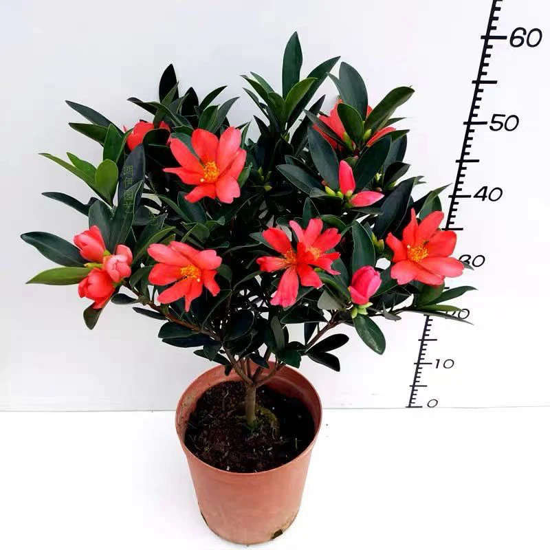 四季茶花 开花不断 红色室内盆栽花卉办公室阳台绿植杜鹃红山茶苗