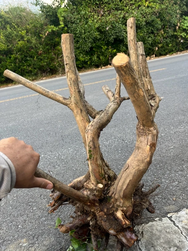 刺梨老桩一物一拍链接直播专用（50以内专用）